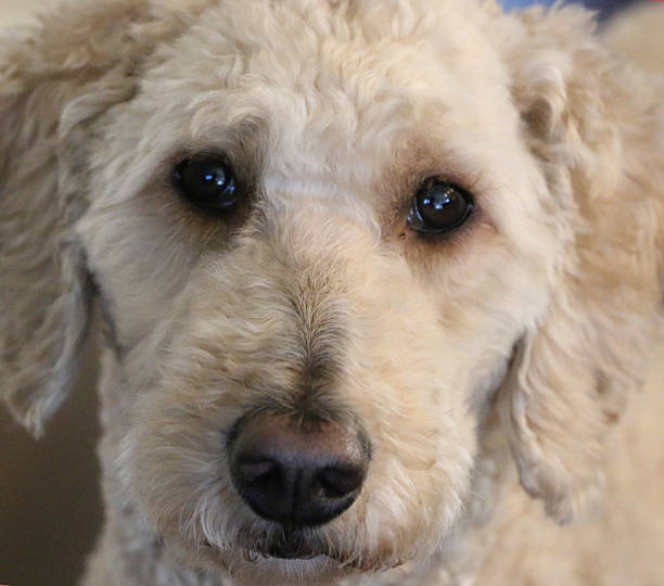 close-up of a goldendoodle's big brown eyes