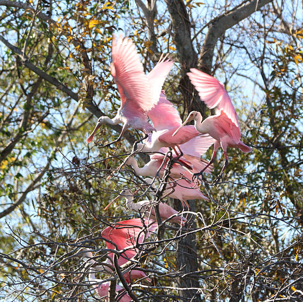 istock Group of Roseate Spoonbills in a Tree 2253865915