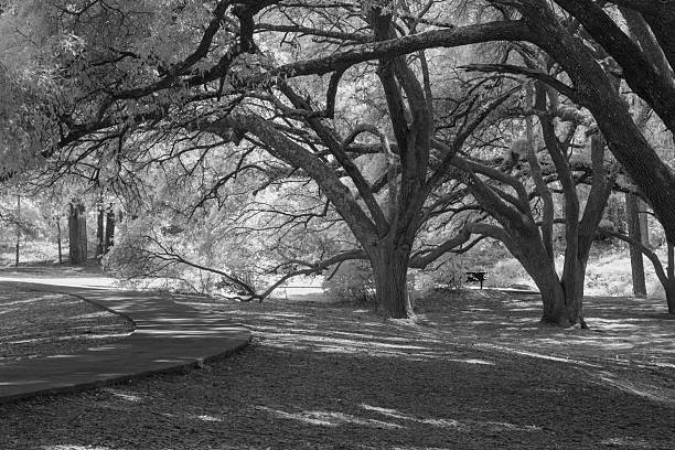 istock Oaks Shading a Paved Path at Sesqui State Park 2253866926