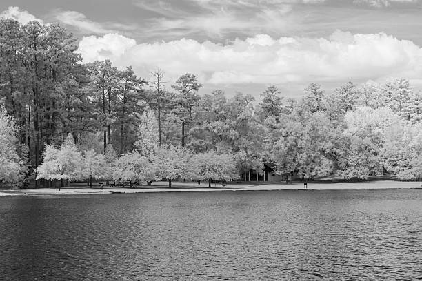Row of trees next to a rock river