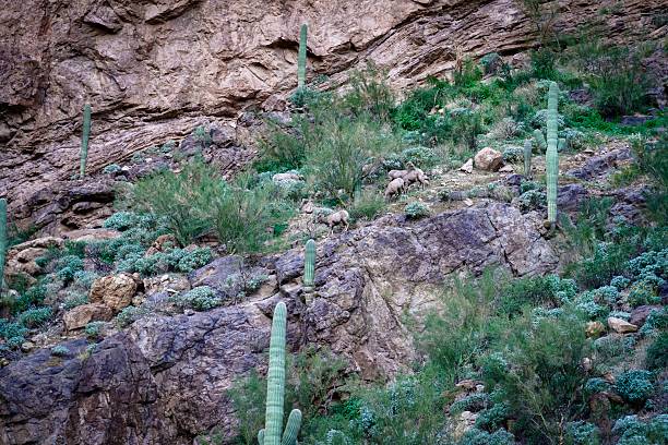 istock Bighorn In The Sonoran Desert 2253868619