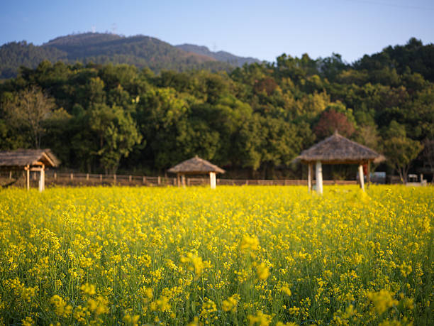 istock Golden Rapeseed Fields and a Grass Pavilion in the Mountains 2253870012