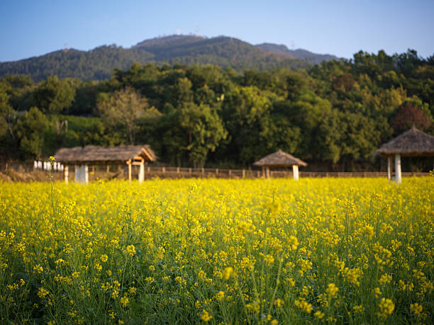 istock Rapeseed Field and Grass Pavilion in the Mountains 2253870016