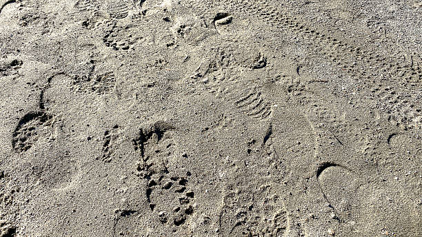 istock Numerous footprints and shoe prints cover the dry sandy ground creating overlapping patterns and showing a textured surface under bright sunlight in an outdoor environment 2253870662