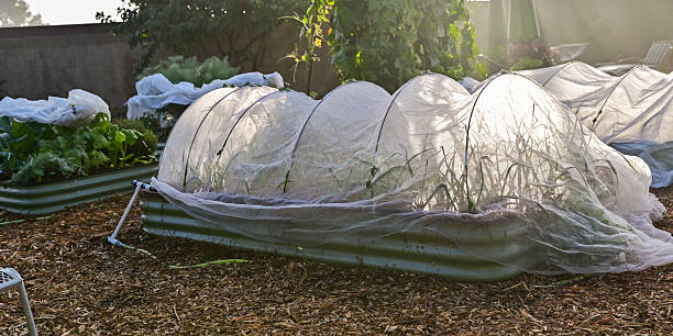 istock Urban Backyard Gardens, and Homesteads 2253872994