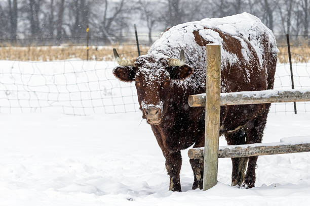 istock Large male cow or oxen 2253875154