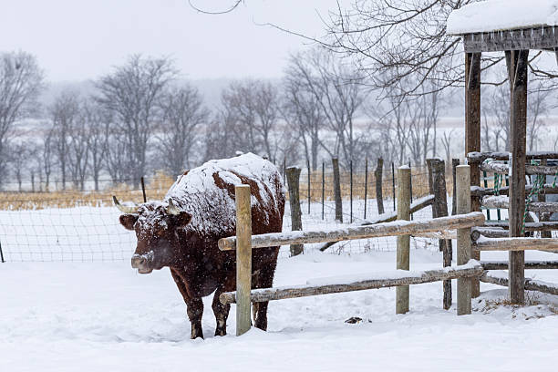 istock Large male cow or oxen 2253875235