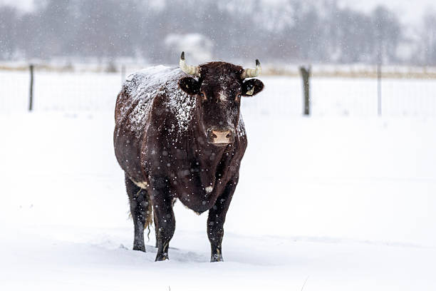 istock Large male cow or oxen 2253875869