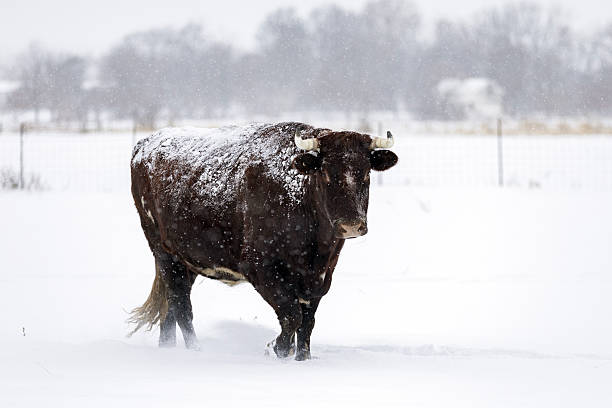 istock Large male cow or oxen 2253875895