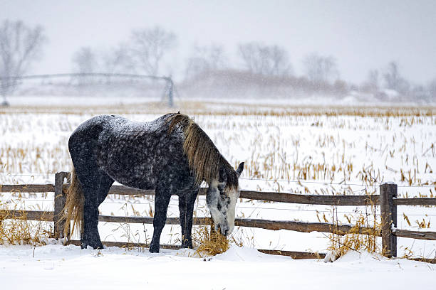 istock horse in the snow 2253876356