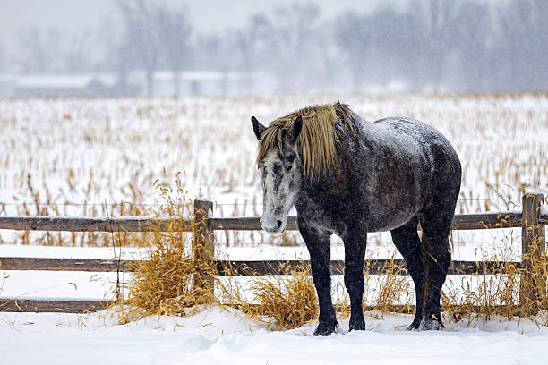 Slow snow falling in black horses pulling sleigh.