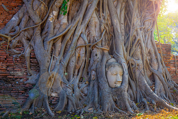 istock The Buddha's head embedded in the tree roots, an important landmark at Wat Mahathat, Ayutthaya Historical Park, Thailand. 2253876885