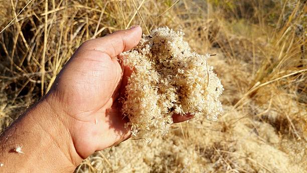 istock Wild harvester ants collecting and processing reed seeds efficiently 2253877119