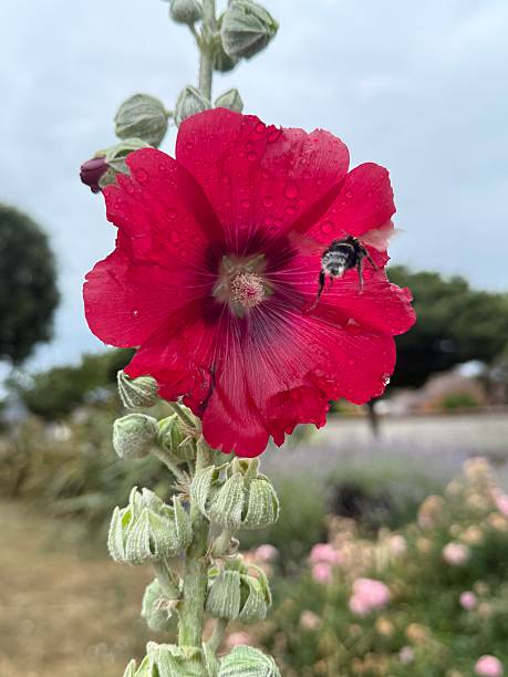 Vertical close-up photo of a vibrant flower growing on an uncultivated Hollyhock plant, Ile de Re, Charente-Maritime, France