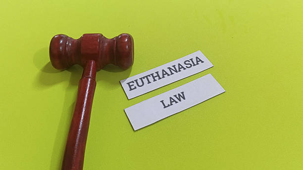 istock Judge gavel with euthanasia and law text on green background 2253878552