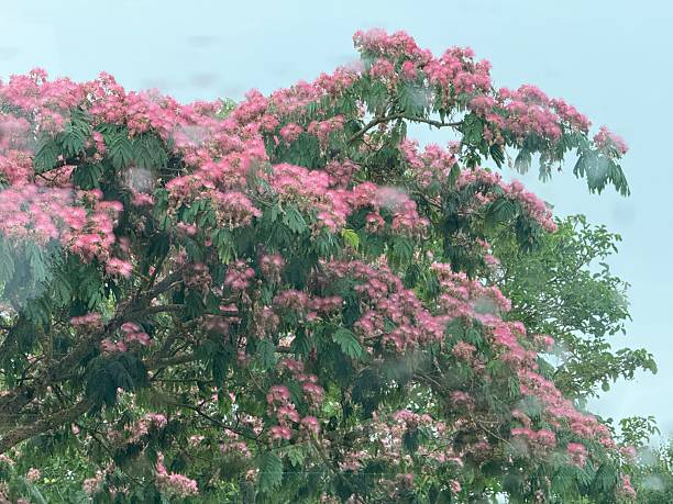Horizontal close-up photos of masses of pink flowers growing on a Persian Silk tree on the Ile de Re, near La Rochelle.