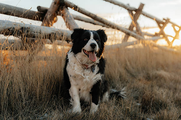Australian Shepherd dog rests on the grass meadow. Shot with wide angle lens. This file is cleaned and retouched.