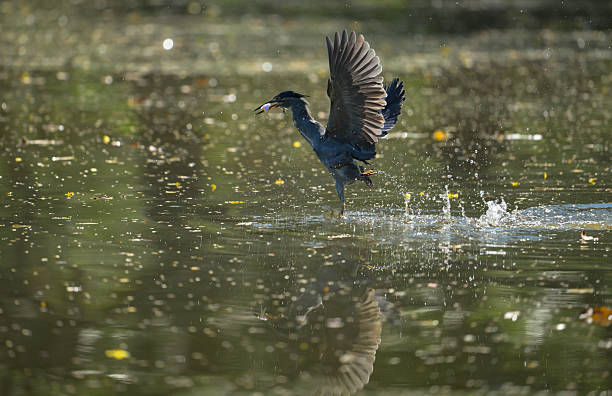 istock Grey heron catching a fish while taking off from the water, wings spread wide with reflections 2253881385