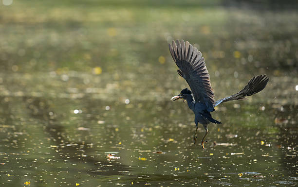 istock Grey heron catching a fish while taking off from the water, wings spread wide with reflections 2253881386