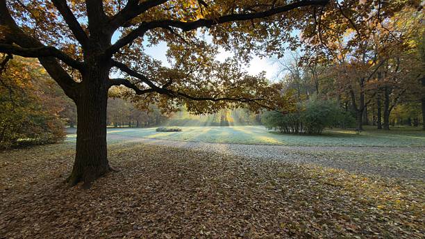 A serene park scene in autumn with a large tree, fallen leaves, and soft sunlight filtering through the branches