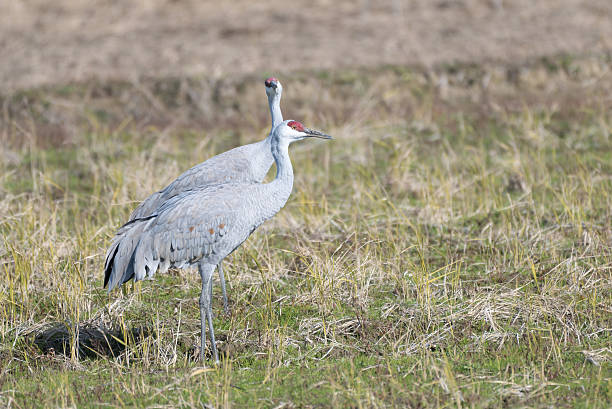istock Pair of Sandhill Cranes 2253883075