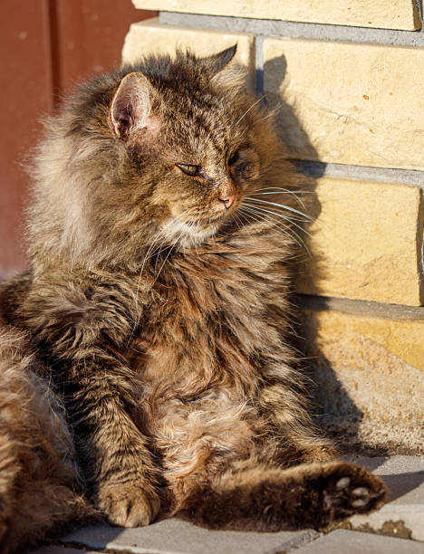 istock A cat with a black eye is sitting on a brick wall 2253885266