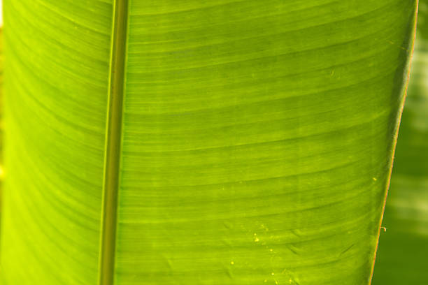 A leaf is shown in a close up. The leaf is green and has a shiny surface. The leaf is also very thin