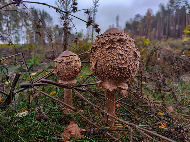 Macrolepiota procera 5