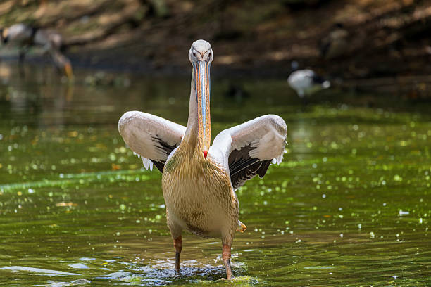 istock Pelican flapping its wings in Nago Park, Okinawa 2253887698