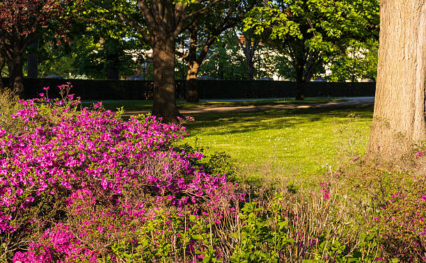 A serene park scene featuring vibrant clusters of pink and purple flowers in full bloom, surrounded by lush green foliage and tall trees. A wooden bench is partially visible in the background, offering a peaceful resting spot amid the natural beauty. The image captures the essence of spring or summer in a landscaped park, highlighting themes of relaxation, greenery, and outdoor tranquility.