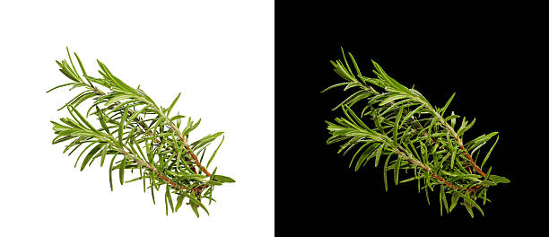 istock Fresh Rosemary Sprig Isolated on White and Black Background 2253888168
