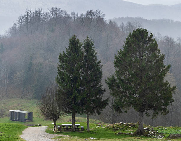 A serene outdoor scene featuring two tall spruce trees with a wooden bench placed between them, captured during a heavy rain shower. The image conveys a moody and atmospheric setting with wet surfaces, lush greenery, and falling rain, ideal for concepts of nature, solitude, relaxation, and weather.
