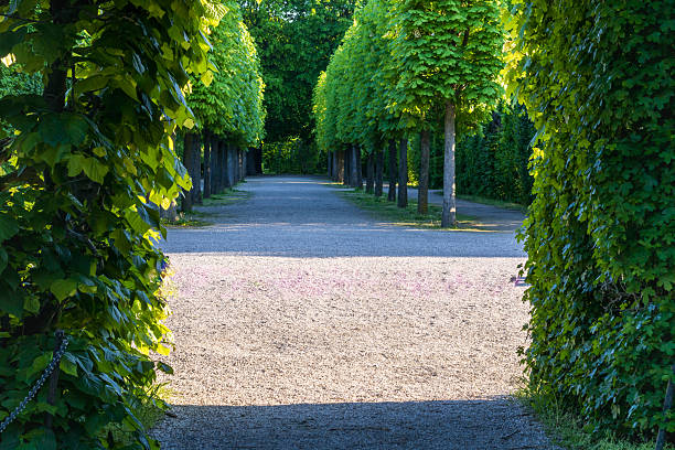 A rustic gravel road bordered by neatly trimmed green hedges, creating a natural and organized pathway. The scene evokes a sense of countryside charm and outdoor tranquility, ideal for concepts of rural landscapes, gardening, and nature paths.
