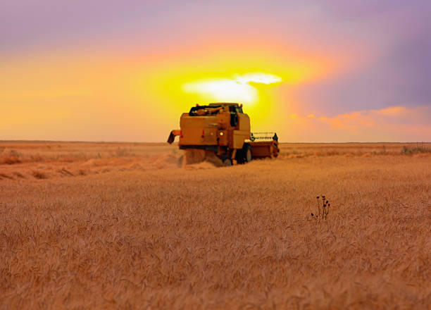 Combine harvester harvesting wheat field with amazing sunset sky