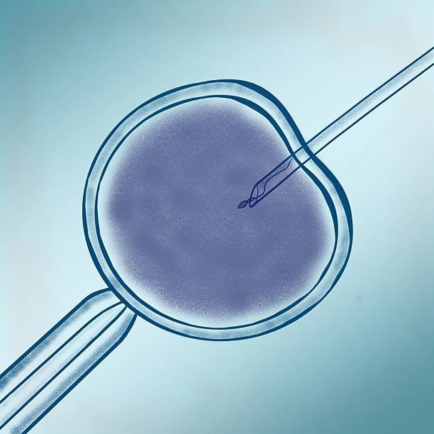 istock In vitro fertilization and assisted reproductive technology concept. Medical illustration of ivf process where the needle injects sperm into an egg 2253889951