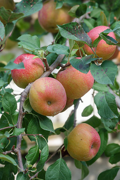 istock Apples ripening red on an apple tree 2253890192