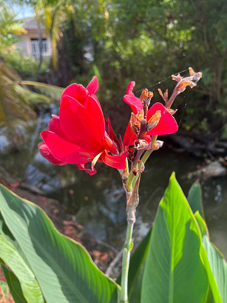 istock canna lily flower 2253890359