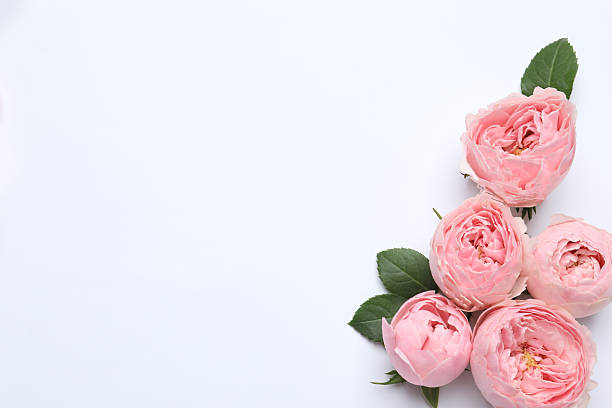 istock Beautiful pink peony roses on white background 2253891627