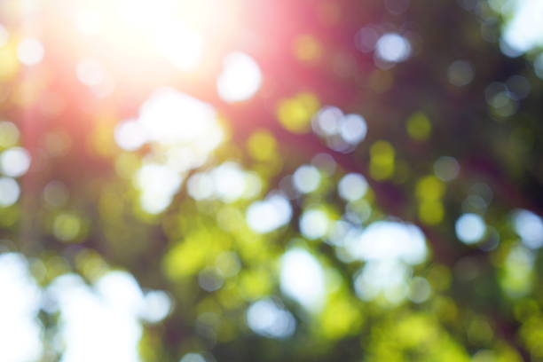 istock A blurred natural natural light green defocus background on a bright sunny day, where sunlight breaking through foliage of trees creates areola of glow with red, orange shades. Blank for the backdrop 2253892267