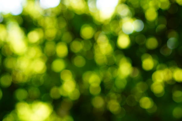 Abstract defocused background with blurred green tree branches with yellow, blue lighting in sunny day. Blank with circular bokeh effect, soft focus, no focus.