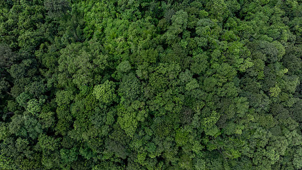 istock Aerial view forest and tree landscape texture abstract background, Aerial top view forest atmosphere area, Texture of forest view from above, Ecosystem and healthy ecology environment. 2253892616