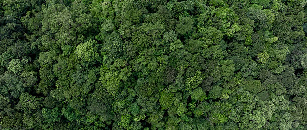 istock Aerial view forest and tree landscape texture abstract background, Aerial top view forest atmosphere area, Texture of forest view from above, Ecosystem and healthy ecology environment. 2253892651