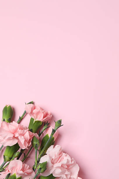 istock Beautiful bouquet of pink carnations on a colored background 2253892856