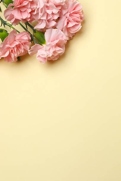 istock Beautiful bouquet of pink carnations on a colored background 2253893018