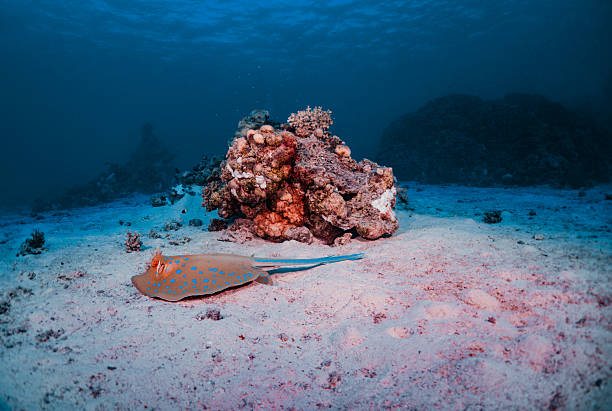 A stingray is laying on the sand next to a rock. The scene is calm and peaceful, with the ocean in the background