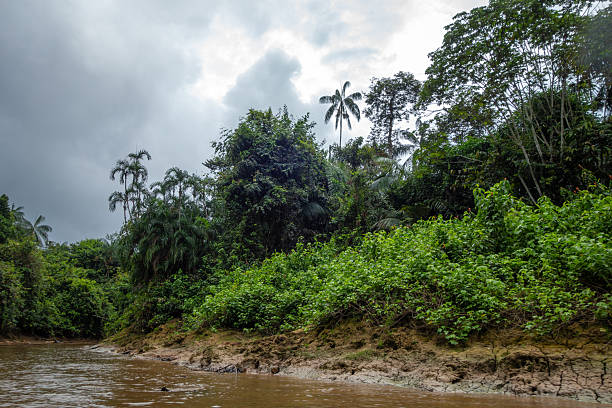 The photo captures the lush, diverse vegetation of Cuyabeno Reserve, an Amazonian treasure in Ecuador, showcasing the abundant palm trees and vibrant jungle life around the river