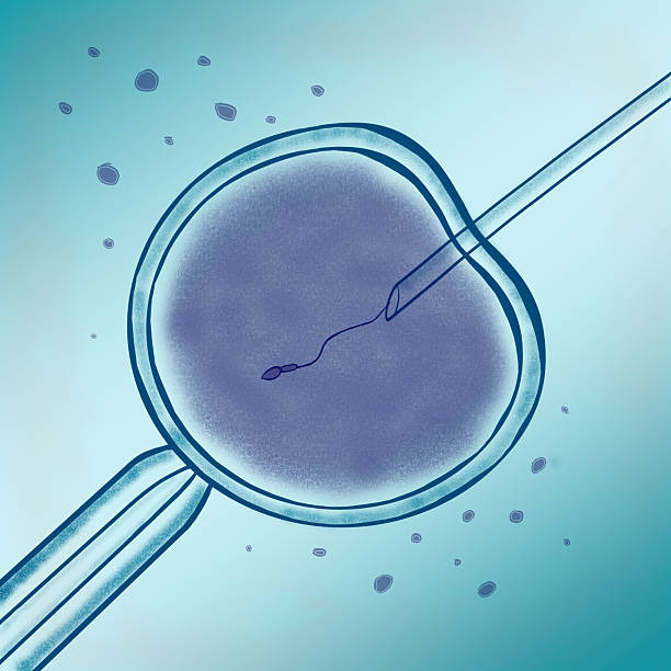 istock Medical illustration of sperm being injected into an egg during in vitro fertilization. Concept of ivf, artificial insemination, and infertility treatment 2253895074