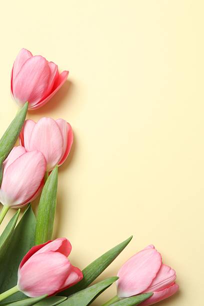 istock Beautiful fresh tulips on color background 2253895339