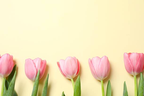 istock Beautiful fresh tulips on color background 2253895342