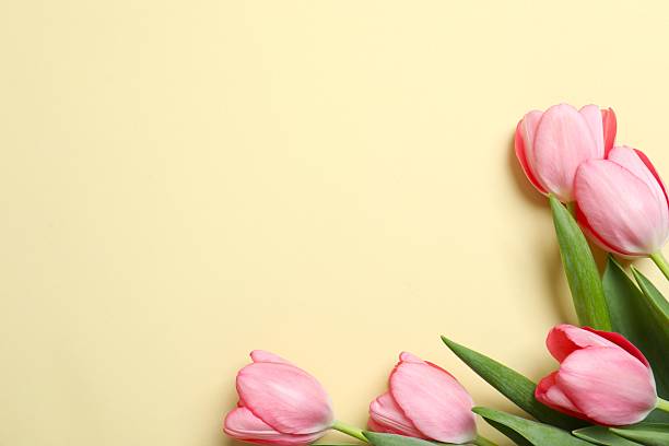 istock Beautiful fresh tulips on color background 2253895884
